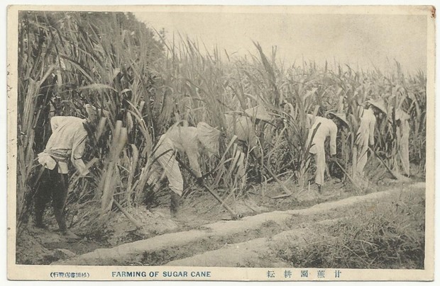 the wonders brought by sugarcane The brazilian sugarcane industry association (unica) issued the following statement in response, which should be attributed to elizabeth farina, unica president. the wonders brought by sugarcane The brazilian sugarcane industry association (unica) issued the following statement in response, which should be attributed to elizabeth farina, unica president.