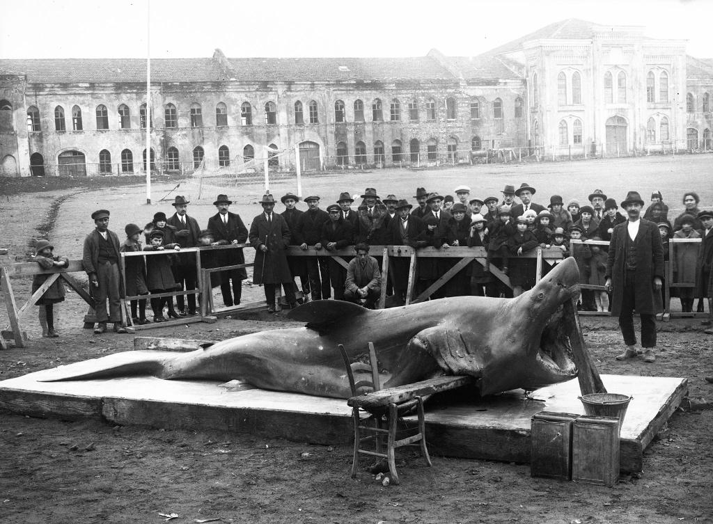 Taksim Kışlasında köpek balığı 1929